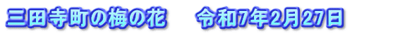 三田寺町の梅の花　　令和7年2月27日　　　　